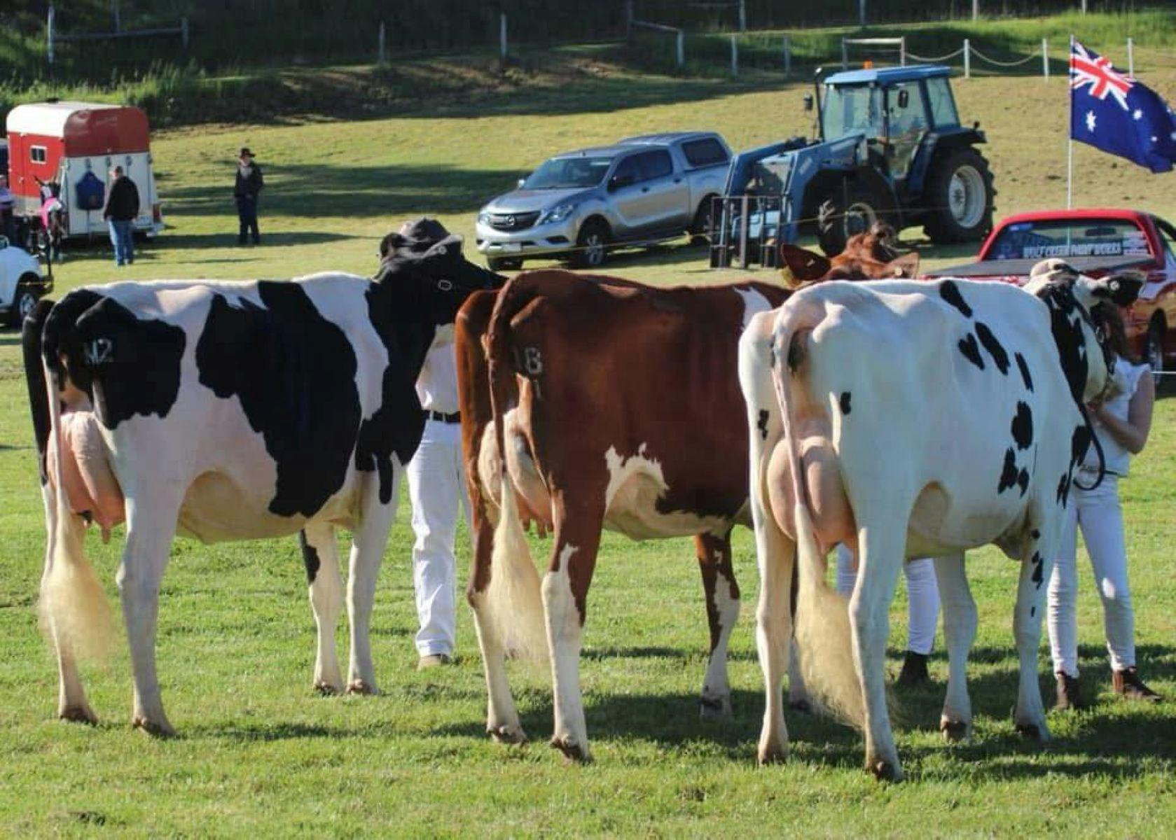 Cows on the field