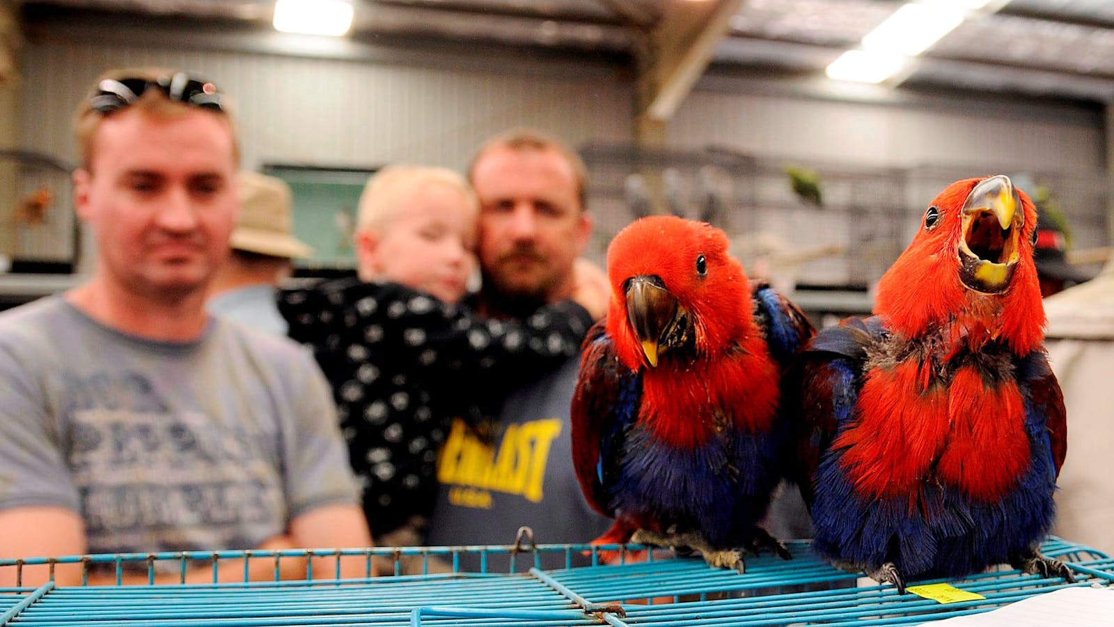 Image for Gunnedah Bird Sale and Expo