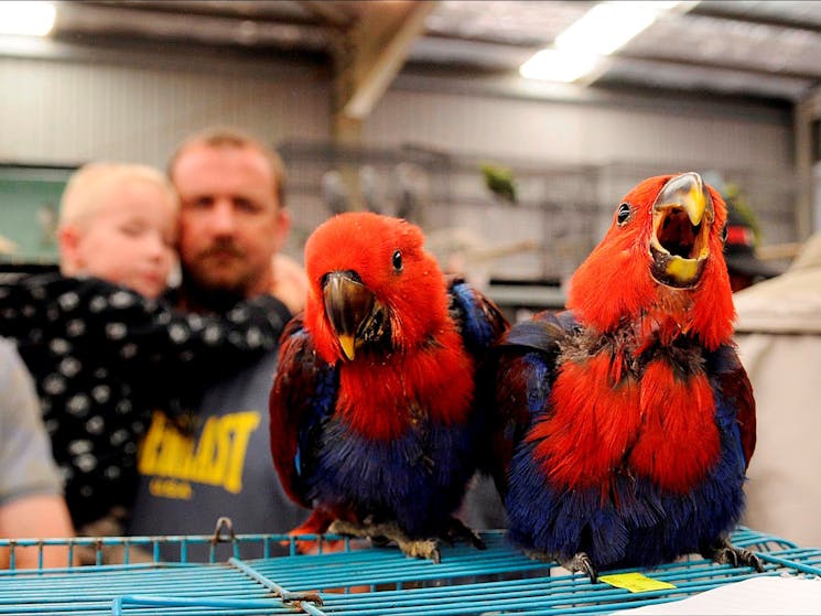 Just two of the wide selection of birds for sale and display.