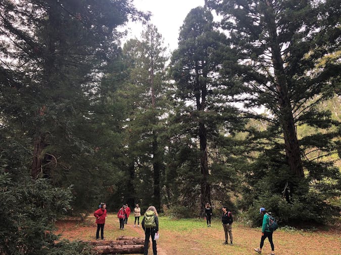 Nature Therapy with Forest Bathing