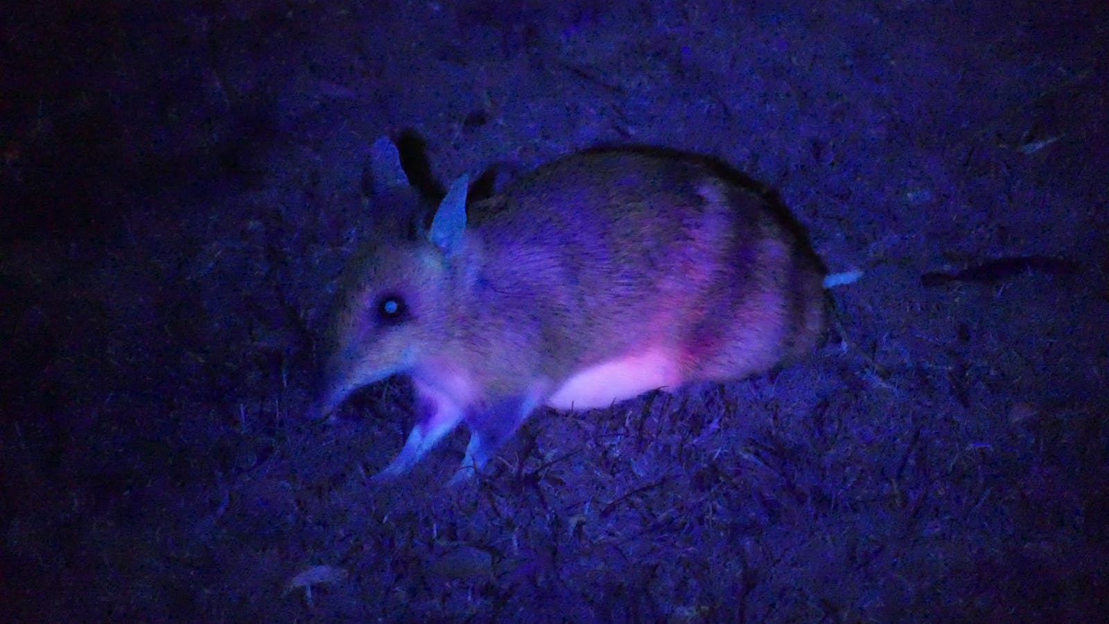 Eastern Barred Bandicoot