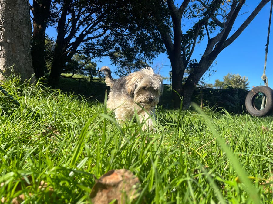 Small dog in paddock