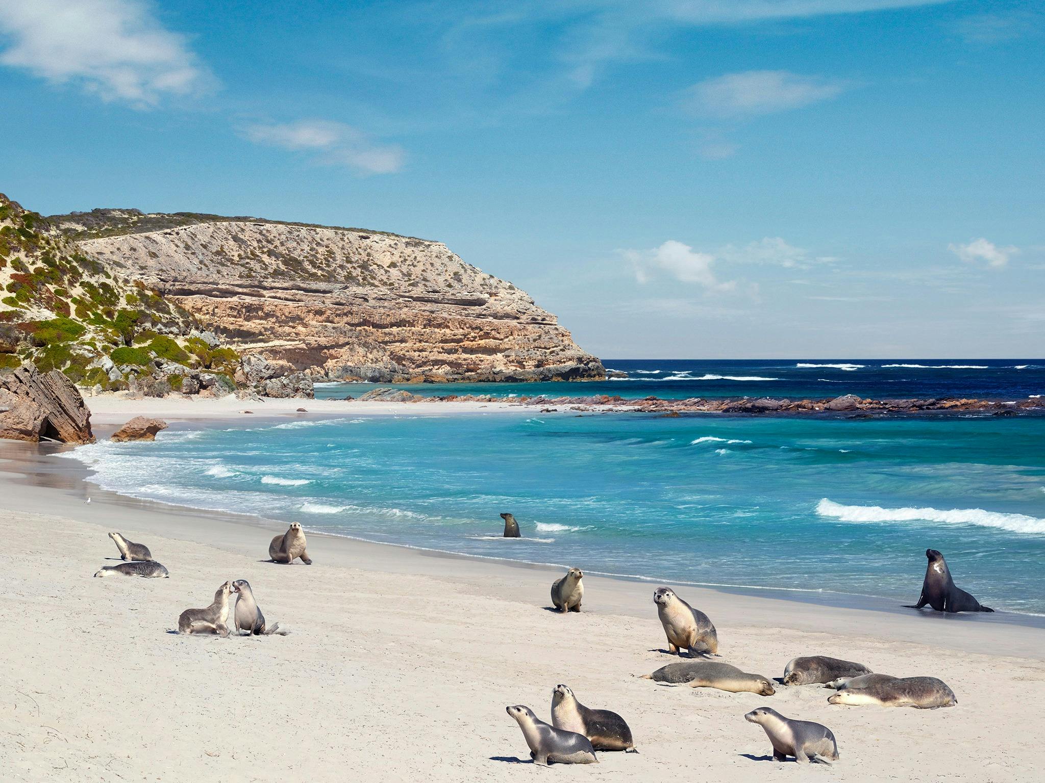 An Australian Sea Lion colony at Seal Bay