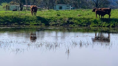 Mayfield farm stay cabins
