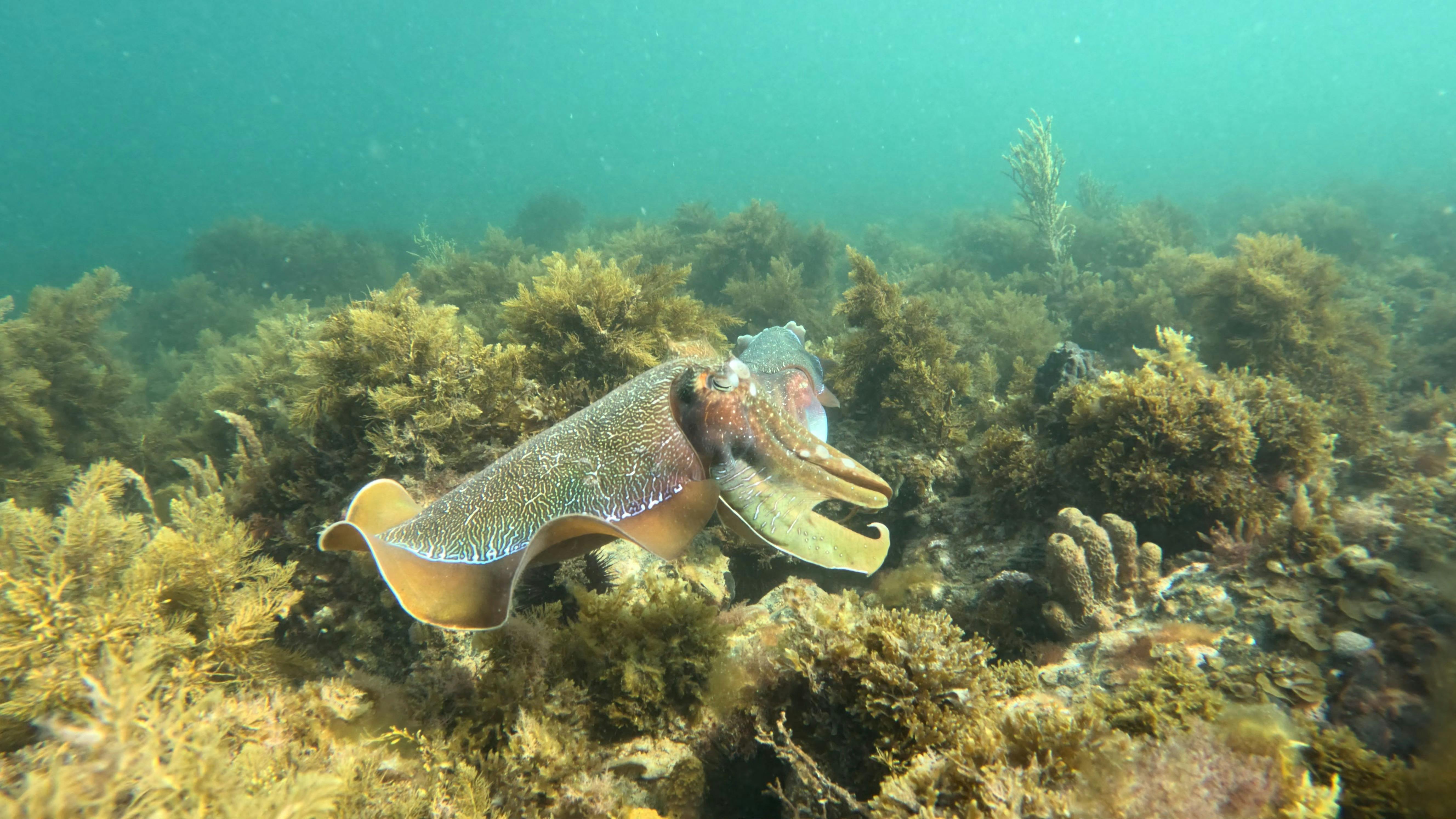 Australian Giant Cuttlefish, Whyalla, Cuttys Accessible tours