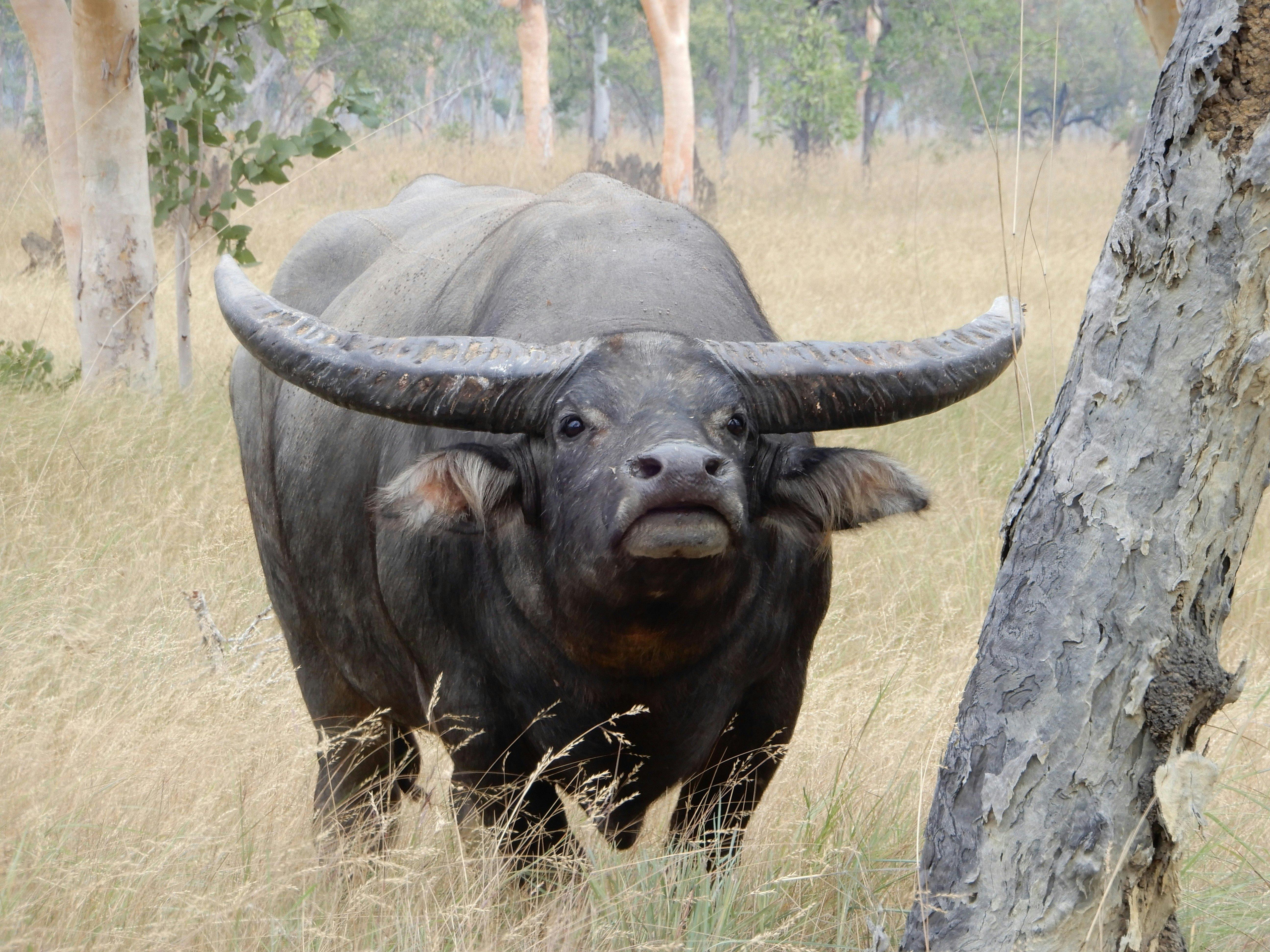 Tropical Hunting Safaris