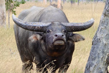 Tropical Hunting Safaris