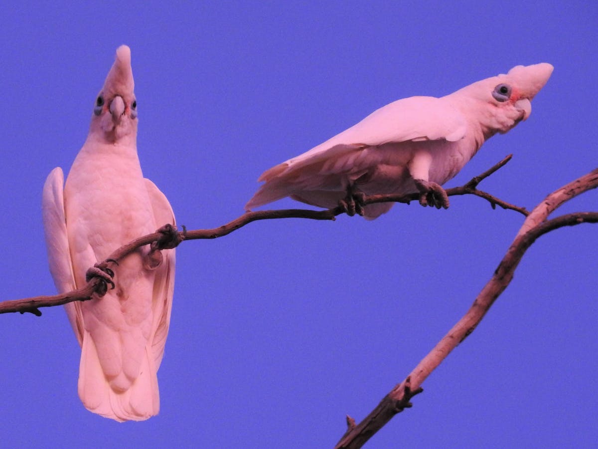 Cockateils at Sunset