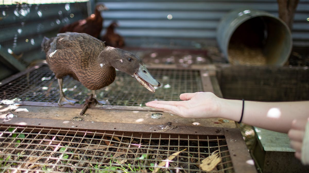 cute duck eating