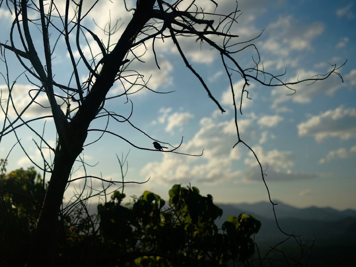 A bird in a tree beside the Samford Valley Rail Trail