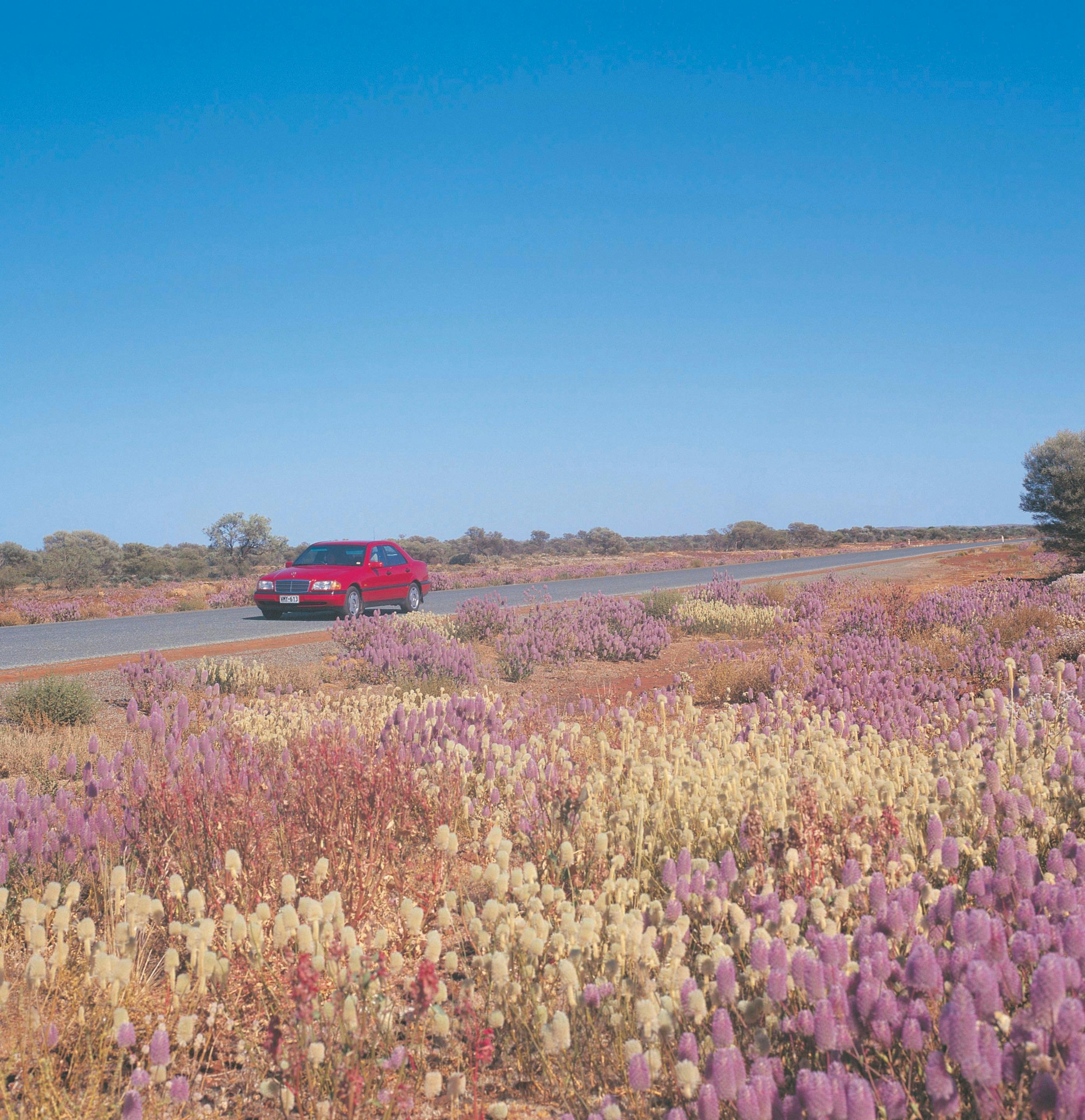 Pilbara Wildflower Trail, Great Northern Highway, Western Australia