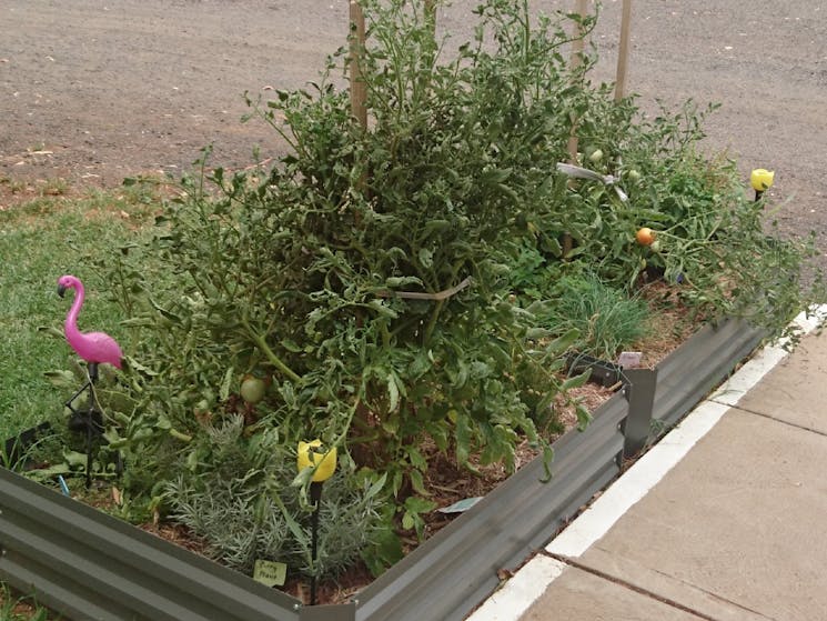 Guest are able to pick herbs and vegetables to use in their cooking.