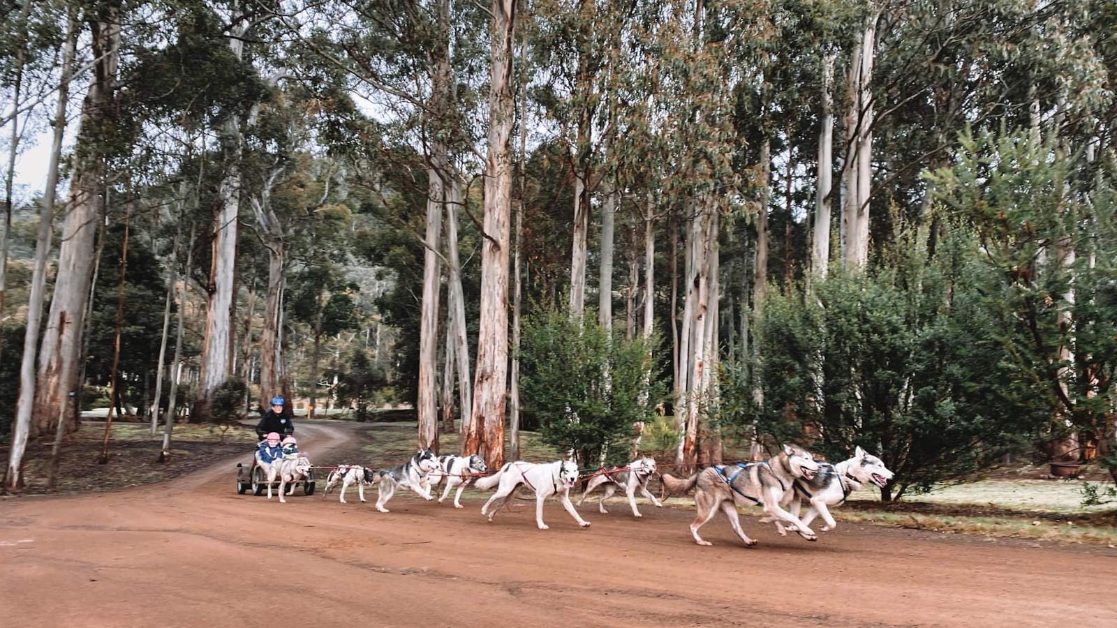 8 dog guided sled dog tour
