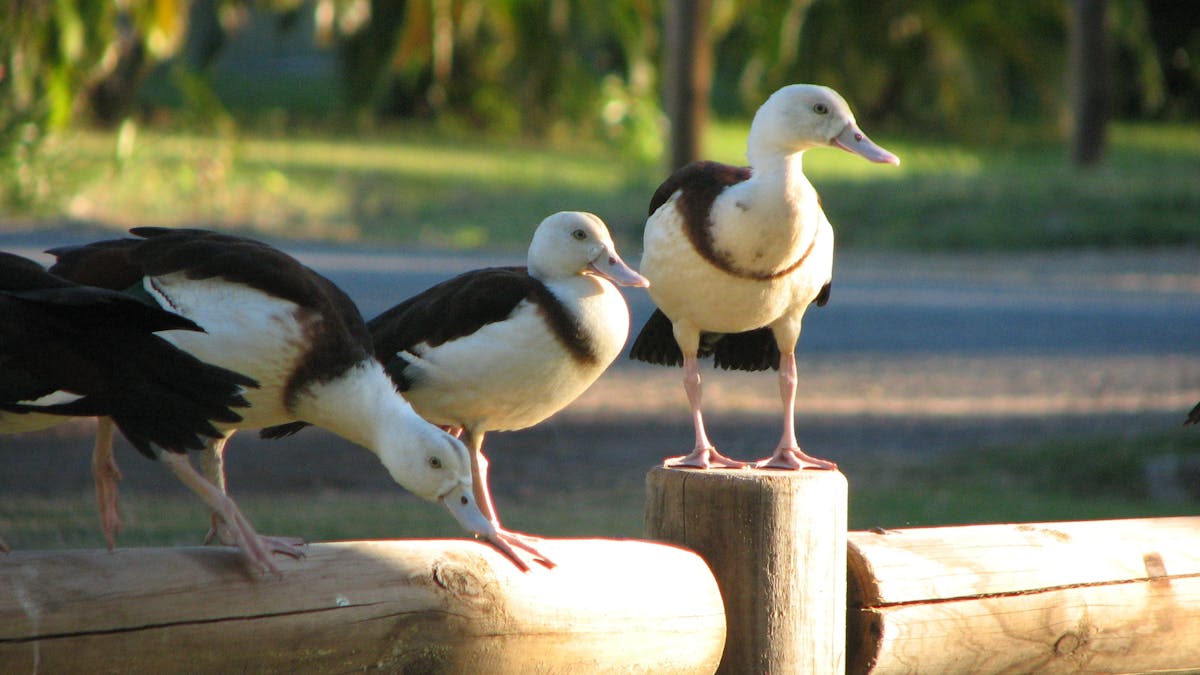 Some of their local wildlife