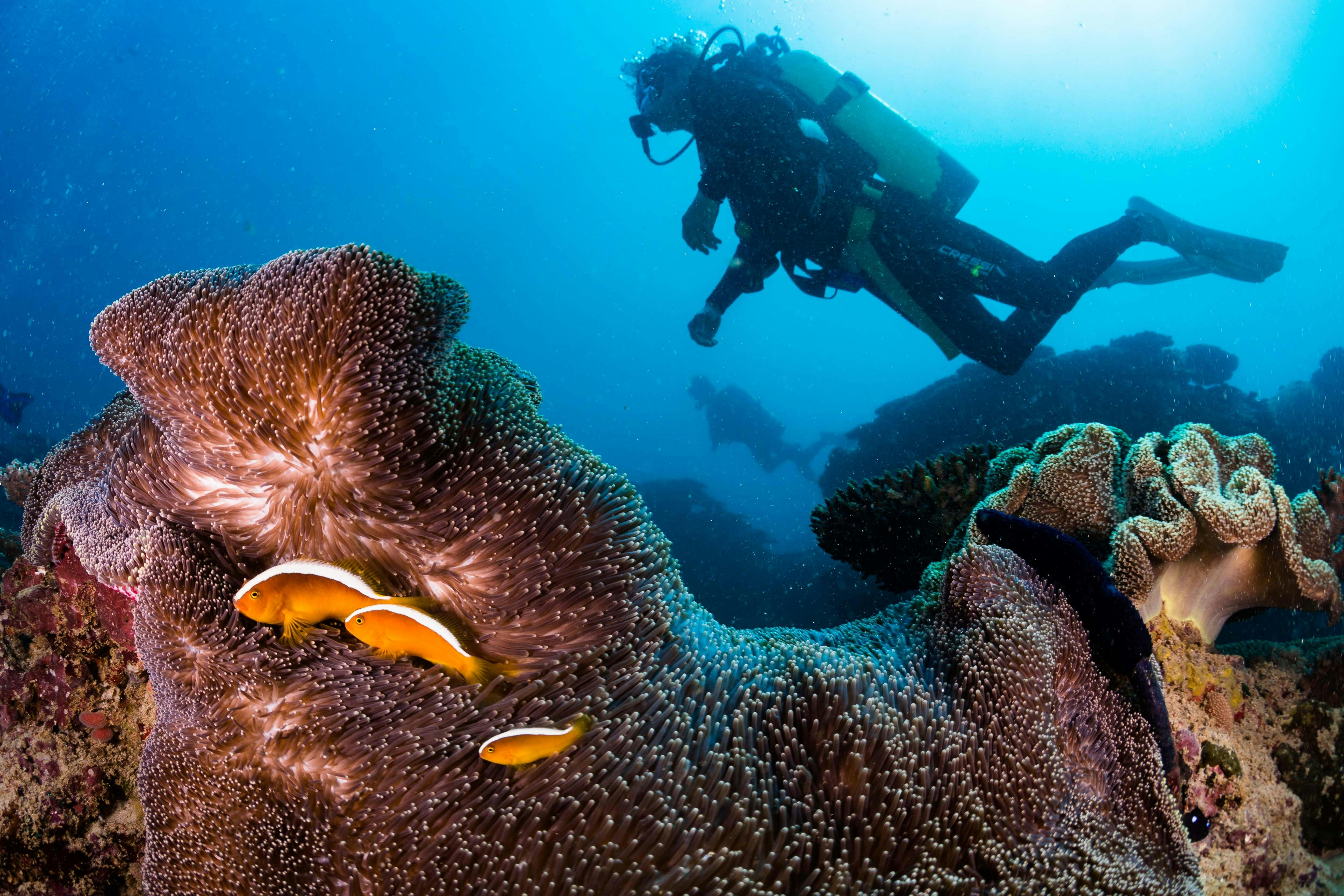 Diver with Anemone fish