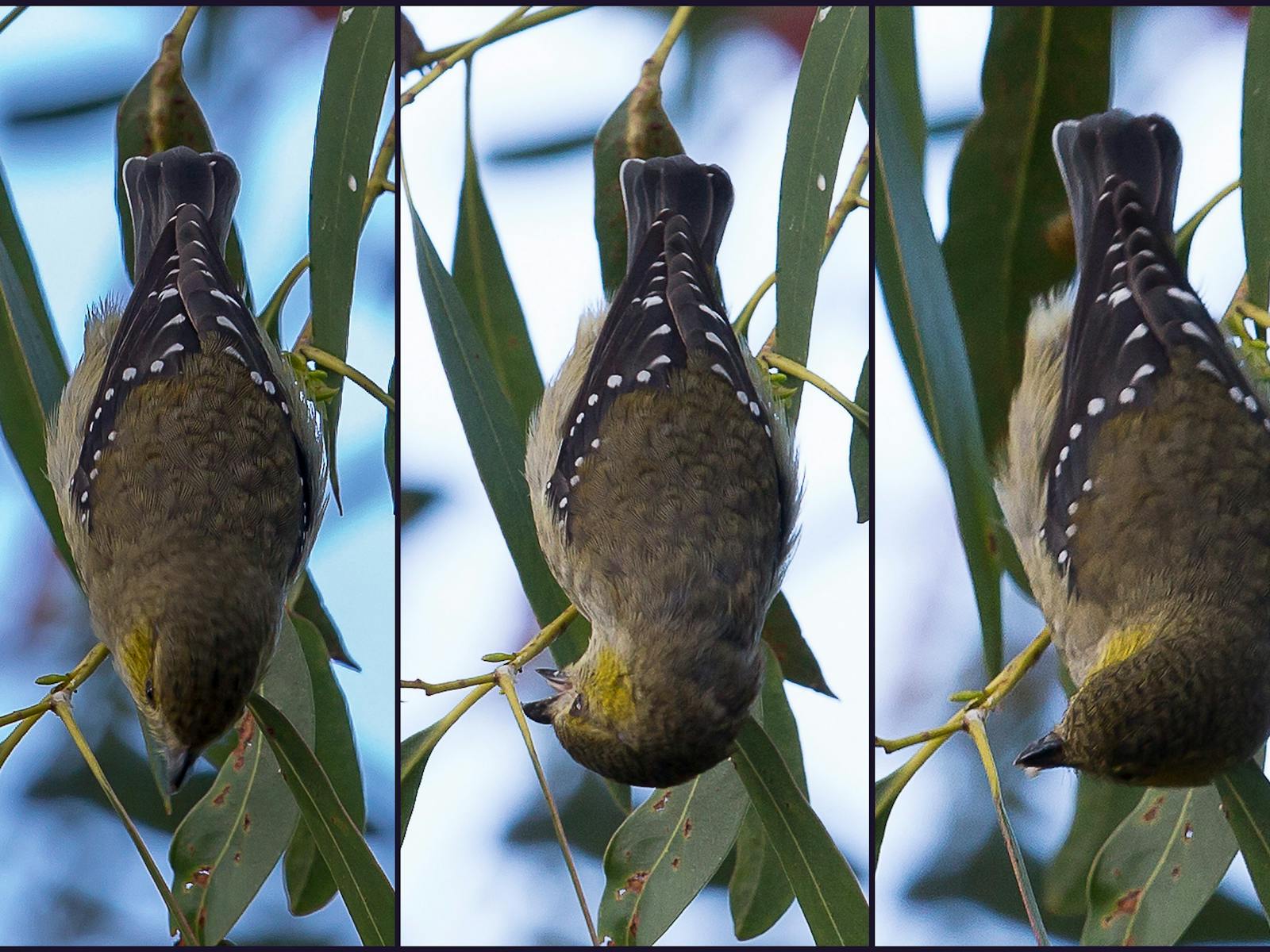 Forty Spotted Pardalote