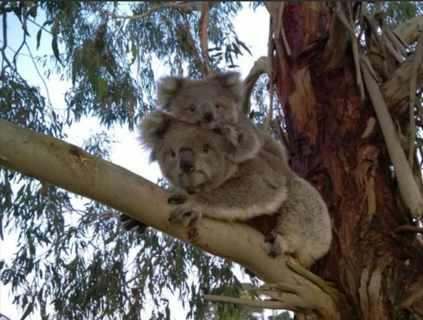 Koalas