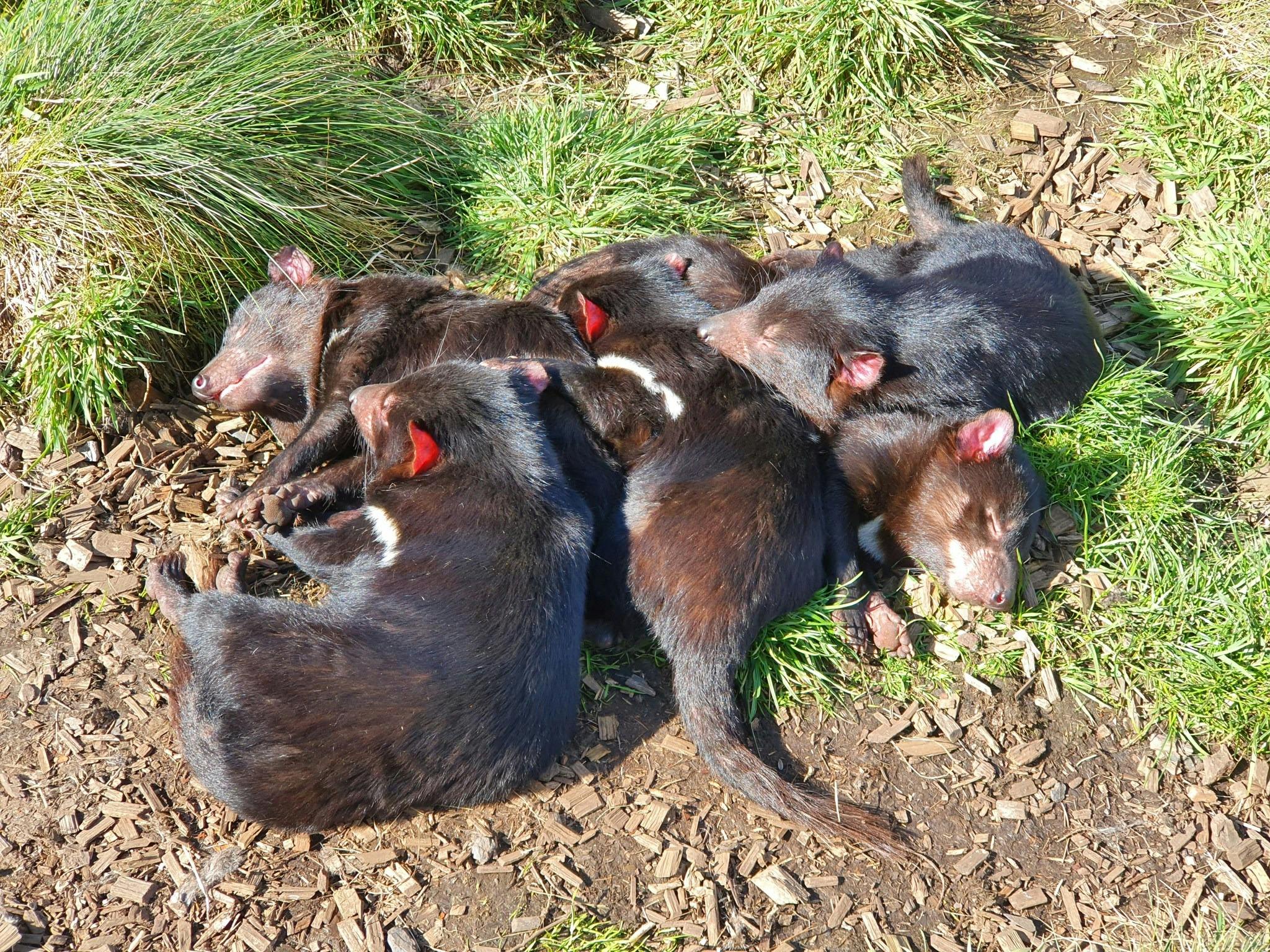 Group of Tasmanian devils