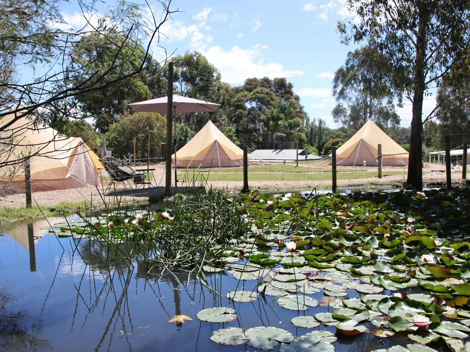 Glamping tents at Eight Acres beside a lily pond, surrounded by bushland and peaceful nature