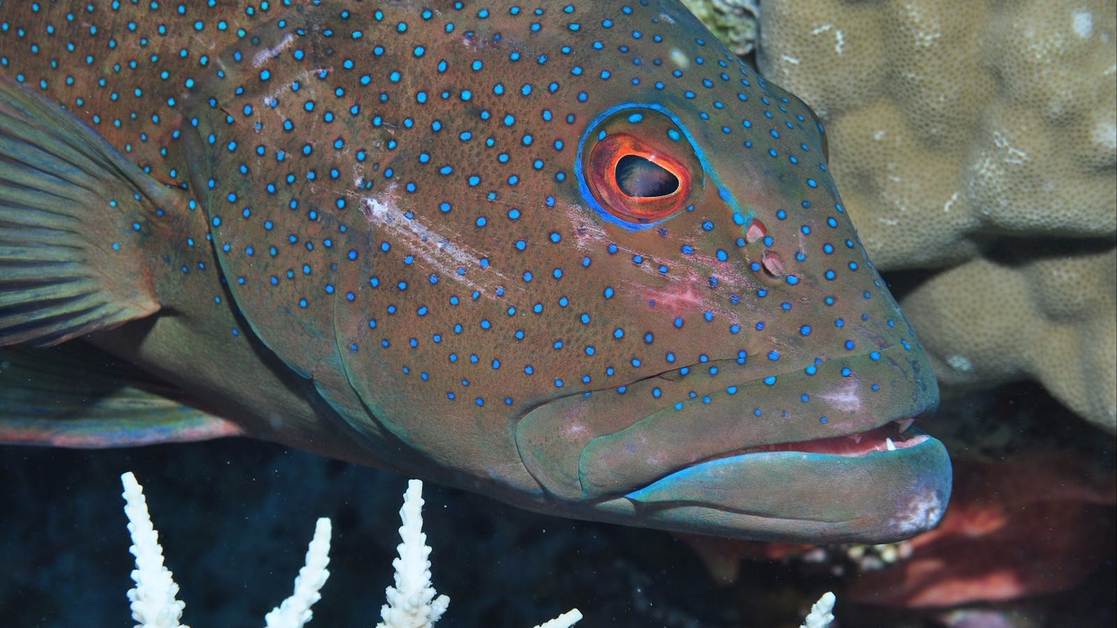 Keswick Island Dive Site