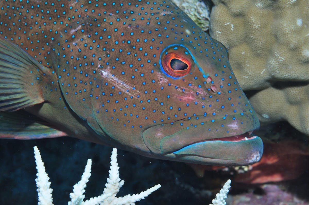 Keswick Island Dive Site