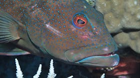 Keswick Island Dive Site