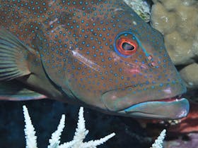 Keswick Island Dive Site