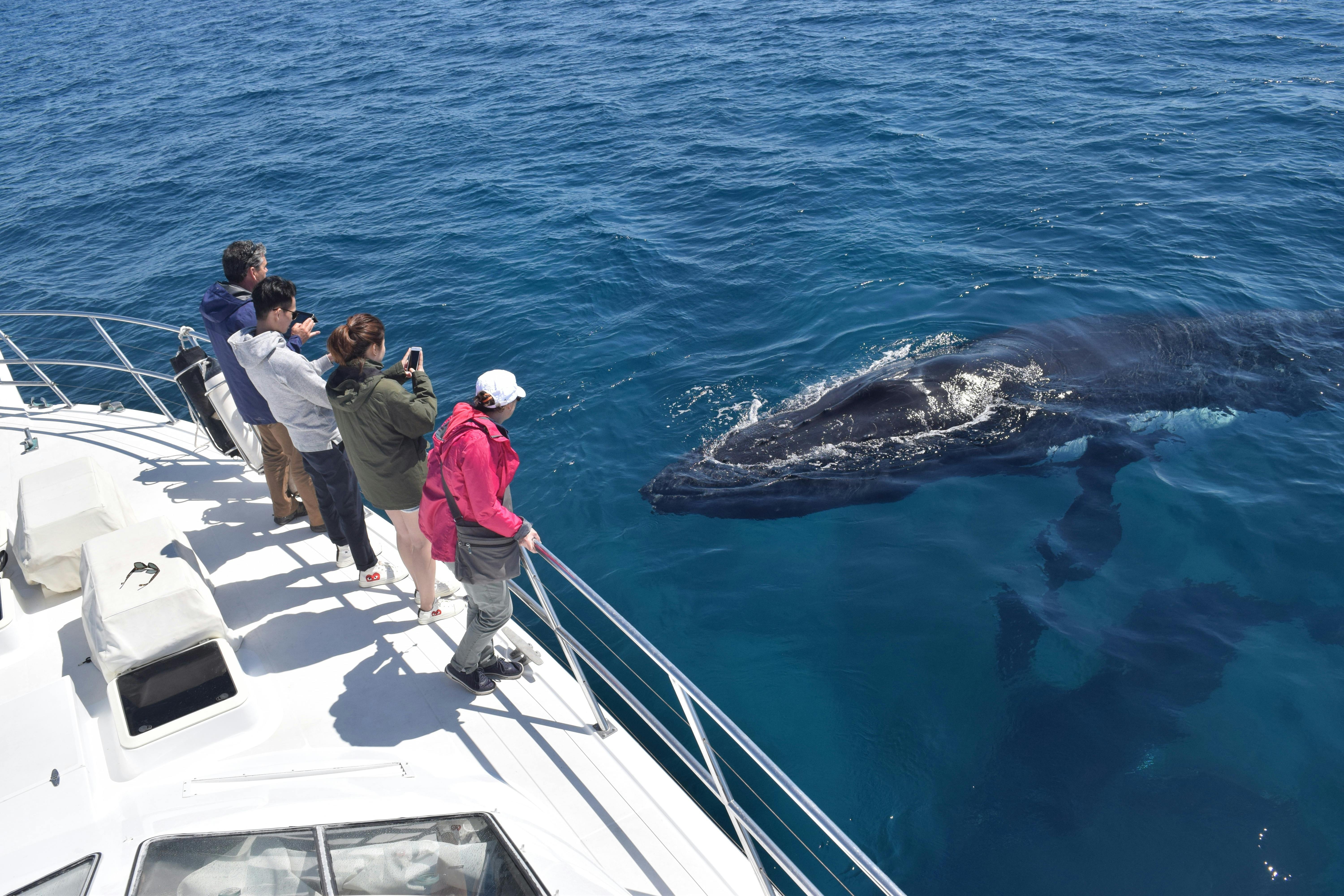 Up close viewing Whales