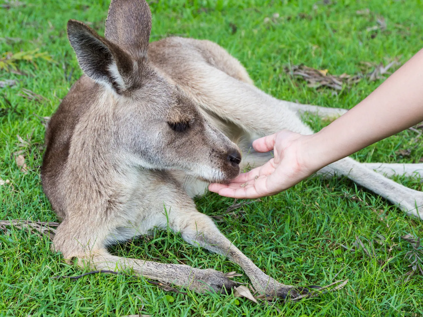 Kangaroo at Australia Zoo