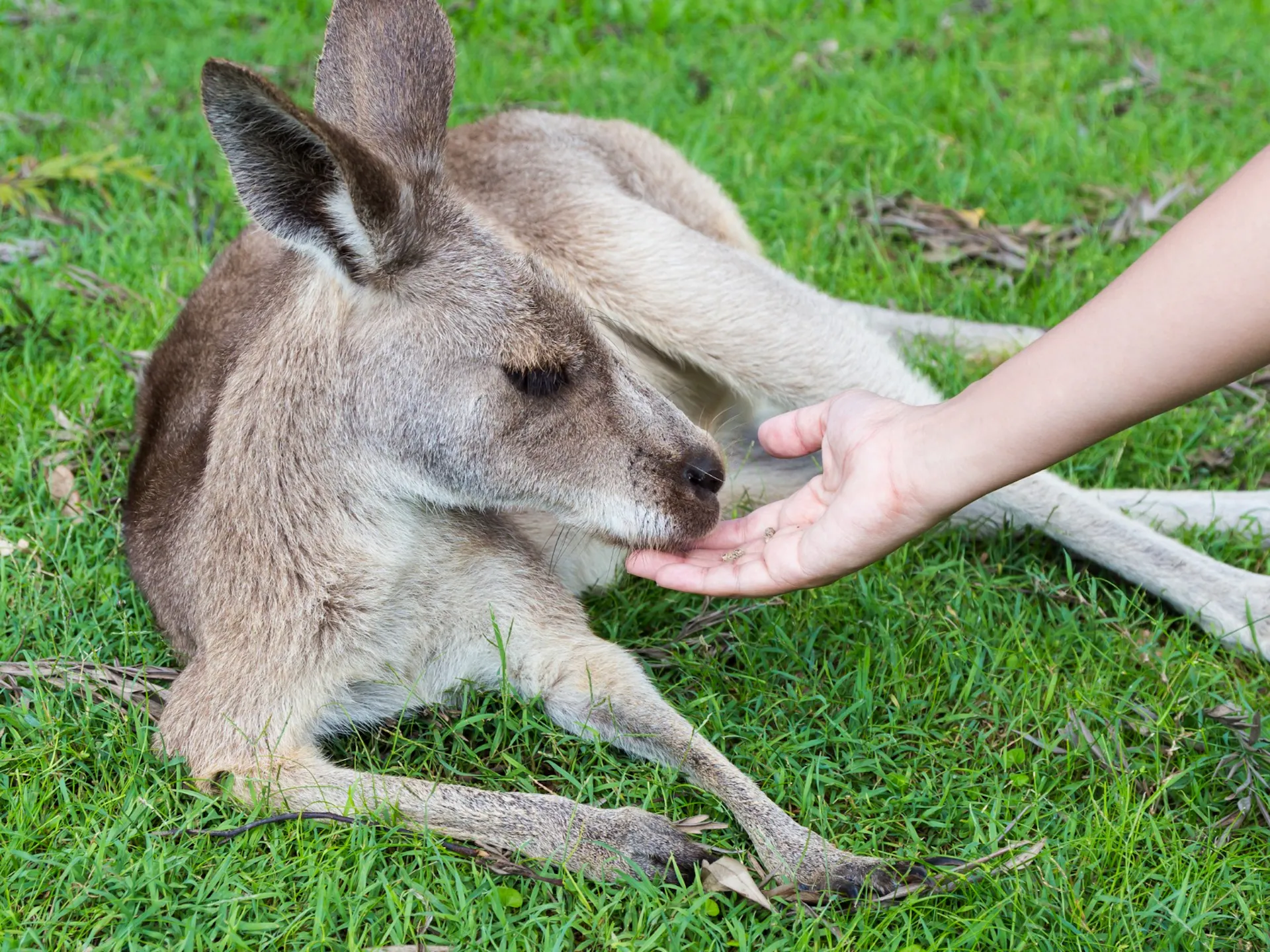 Kangaroo at Australia Zoo