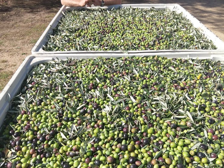 Italian olive varieties Corregiola and Frantoio harvested  at Guneemooroo Estate await processing