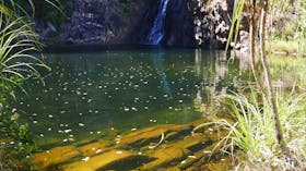 Tjaynera Falls (Sandy Creek)