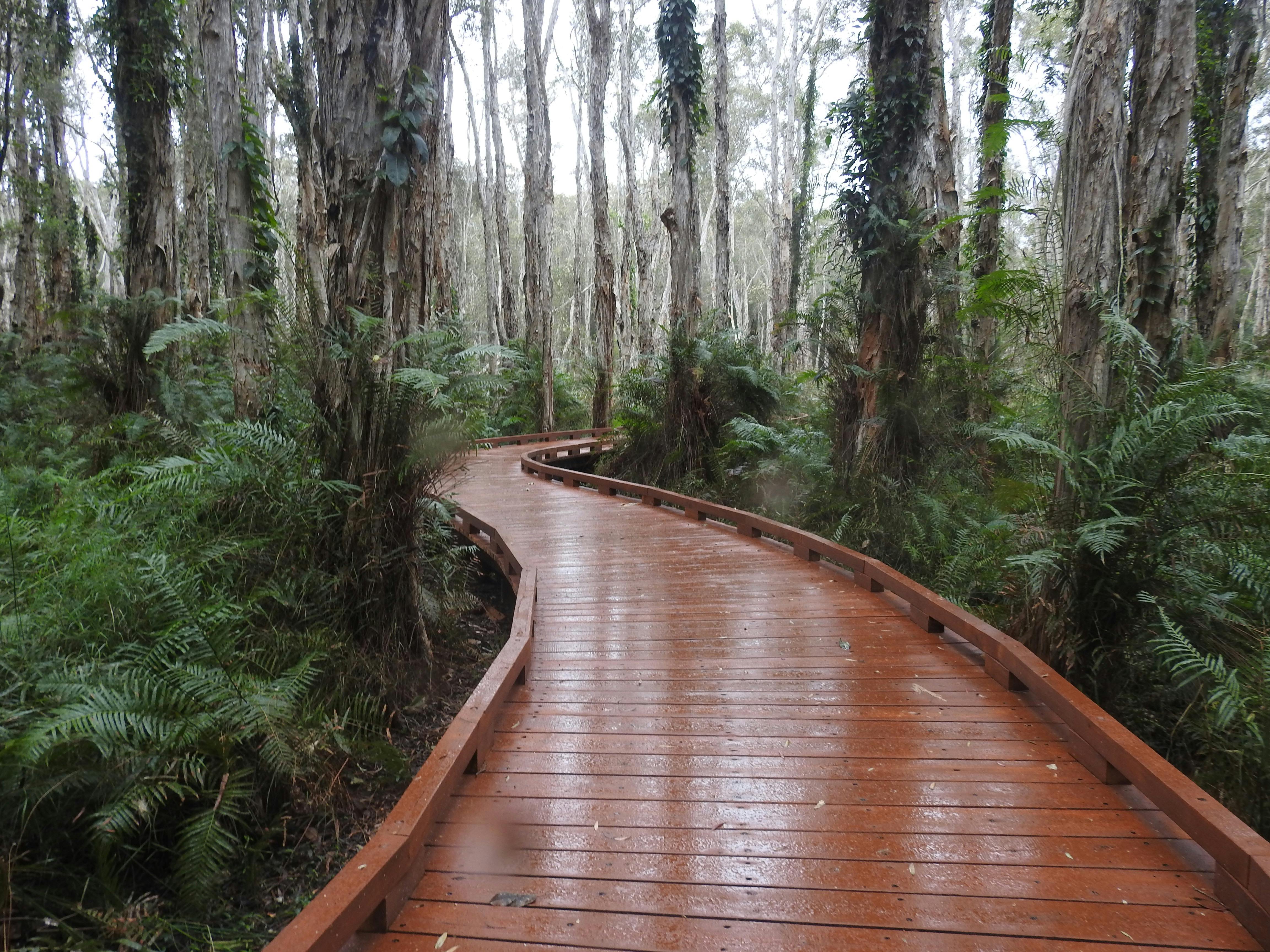 boardwalk through tea-trees, Coombabah