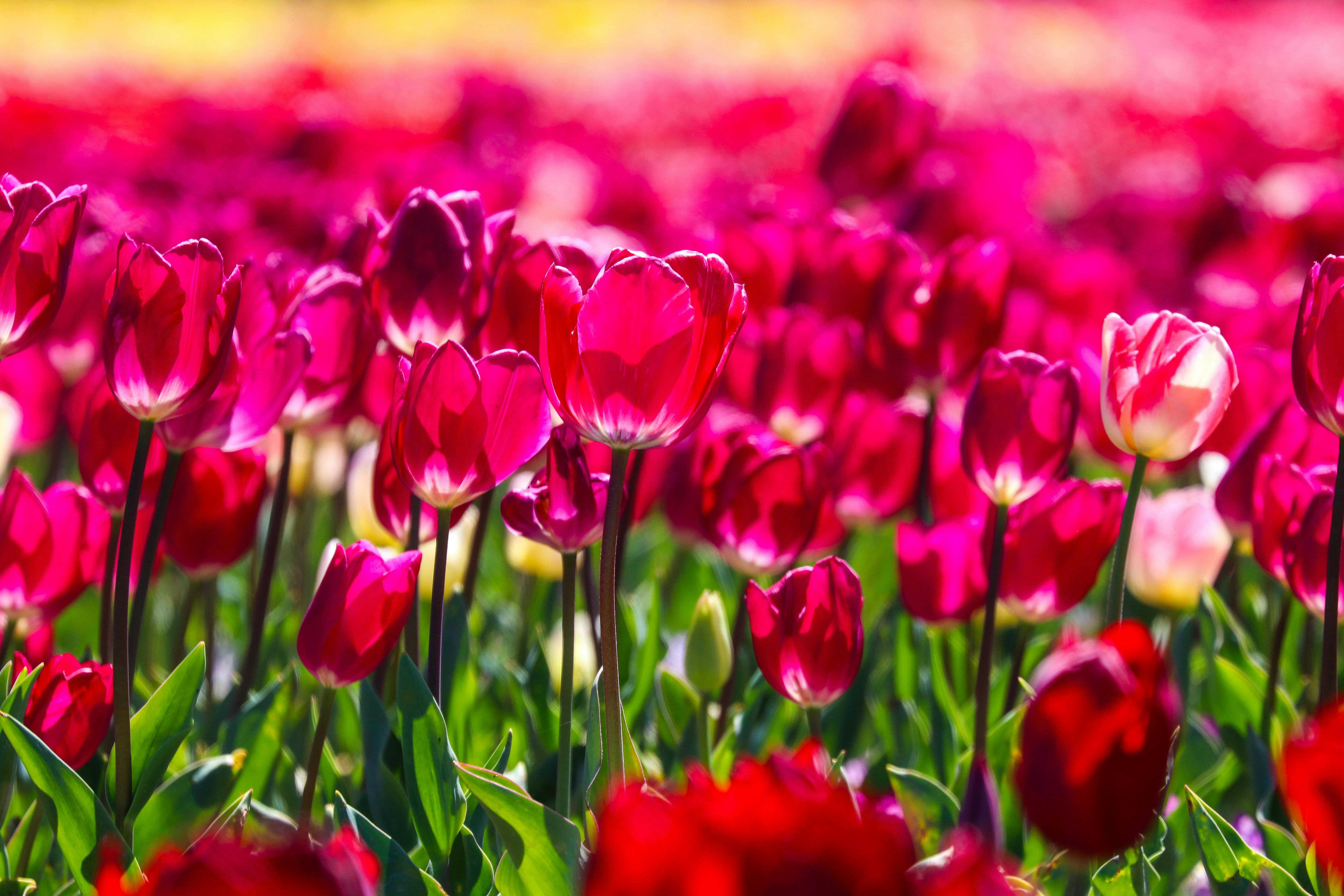 Floriade Tulips