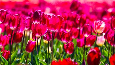 Floriade Tulips