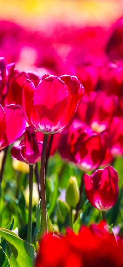 Floriade Tulips