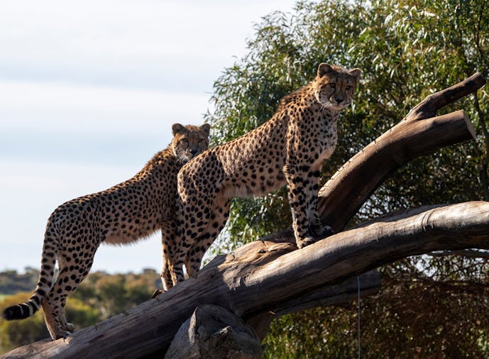Cheetah Experience