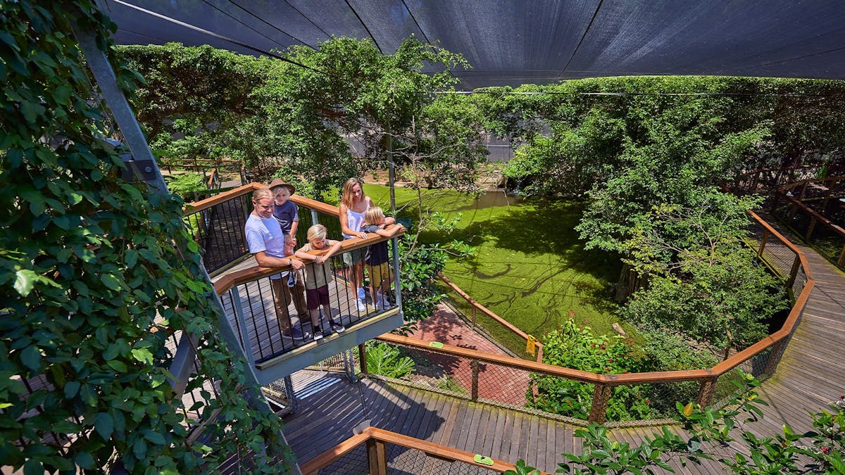 Young family with 3 children on top of Licuala Tower, looking down at the view of Rainforest Habitat