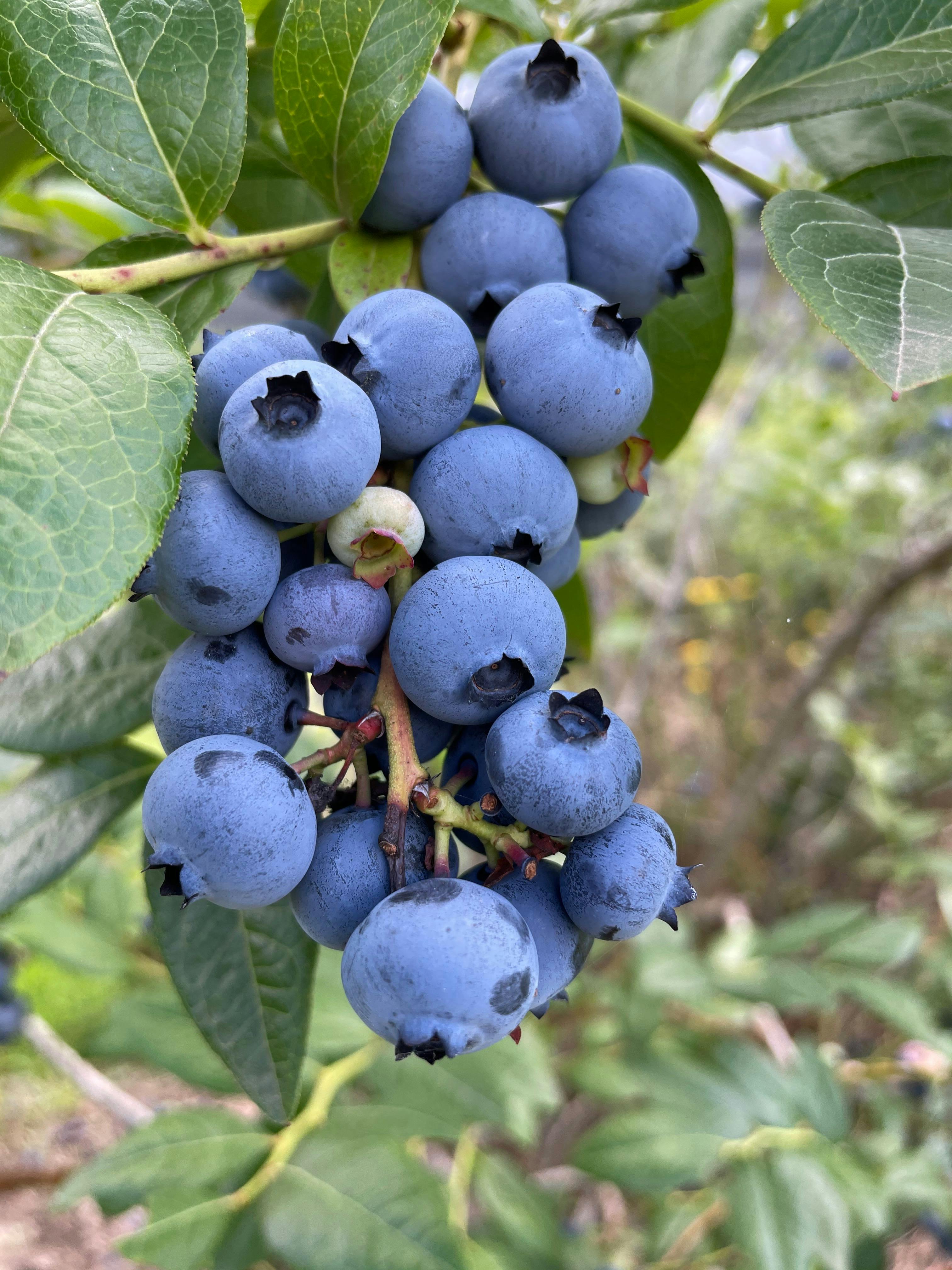 Bunch of ready to pick blueberries