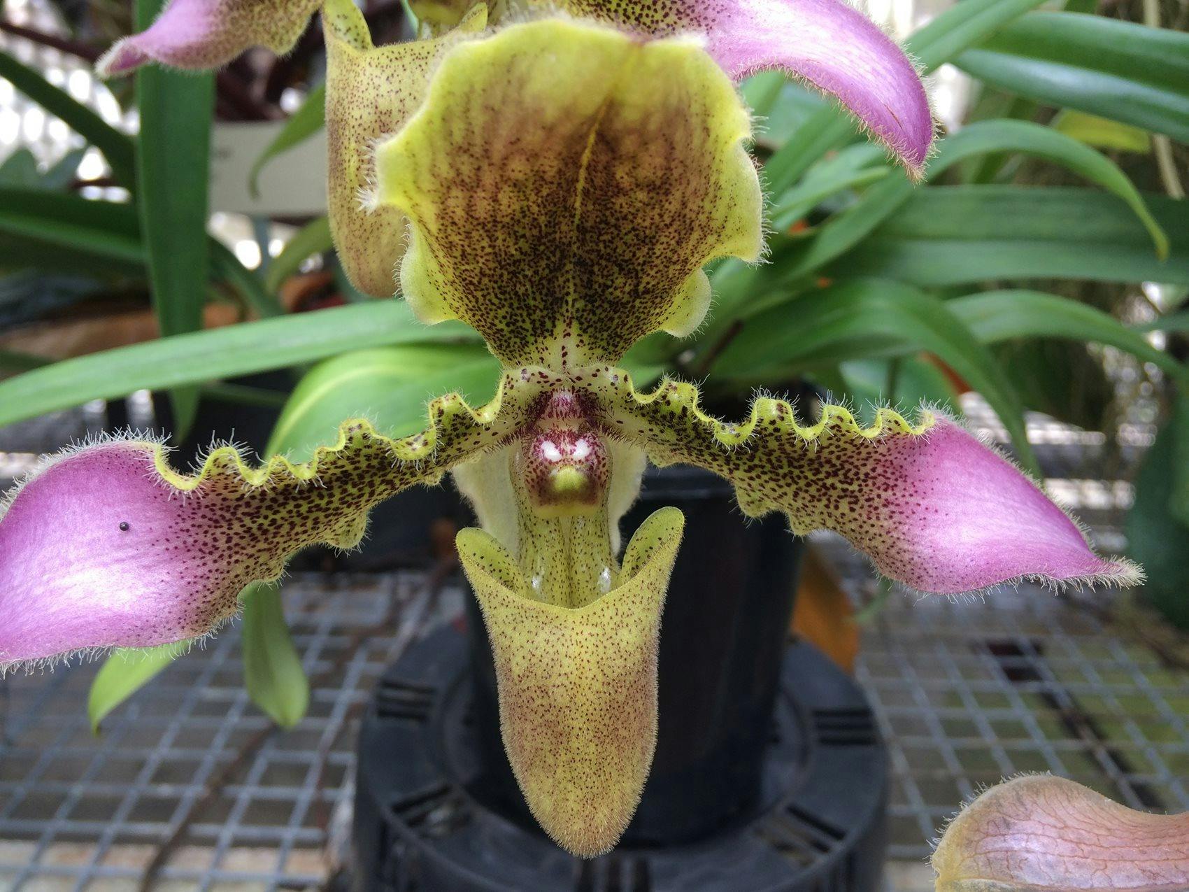 Behind the Scenes Glasshouse Tour