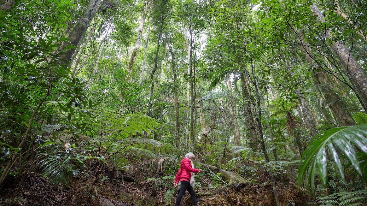 A woman walking on a track in Maiala, D'Aguilar National Park