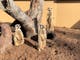 Meerkats