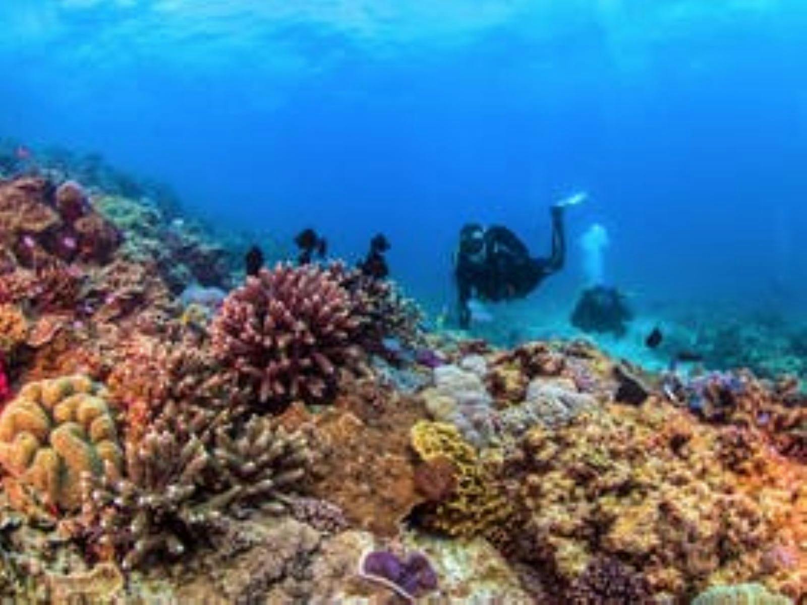 Divers exploring the coral at Flinders Reef