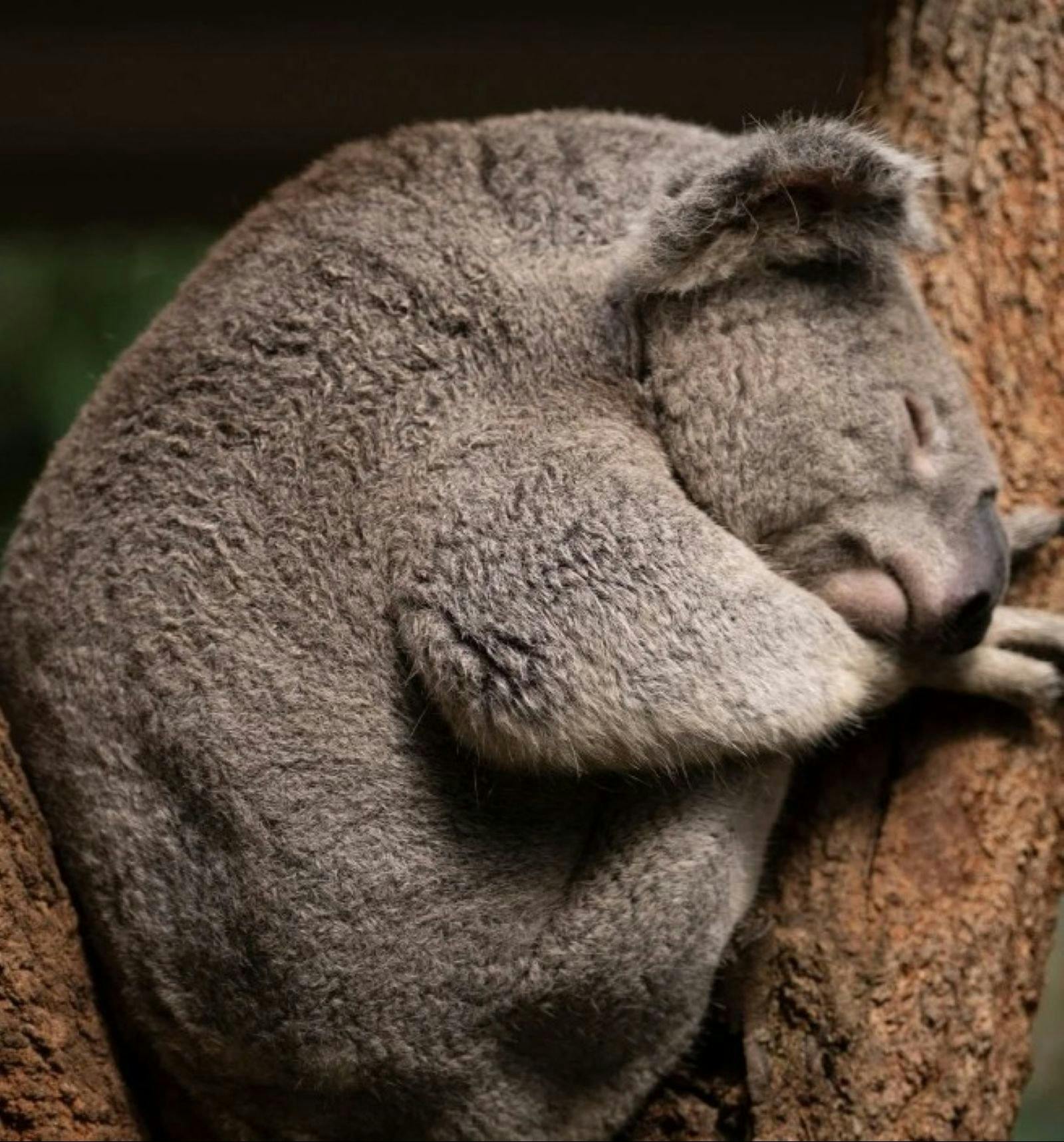 Koala Experience at the Byron Bay Wildlife Sanctuary