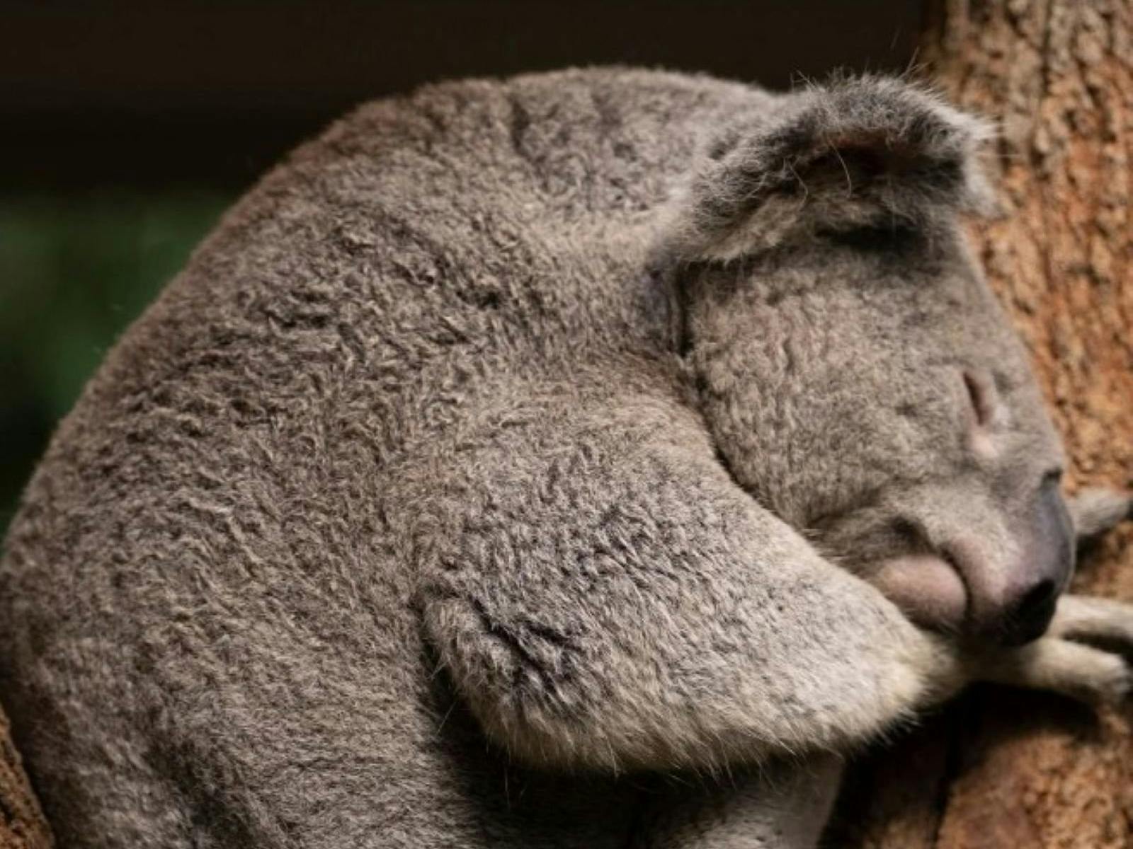 Koala Sleeping
