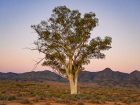 Lone red gum at sunset Edeowie Station