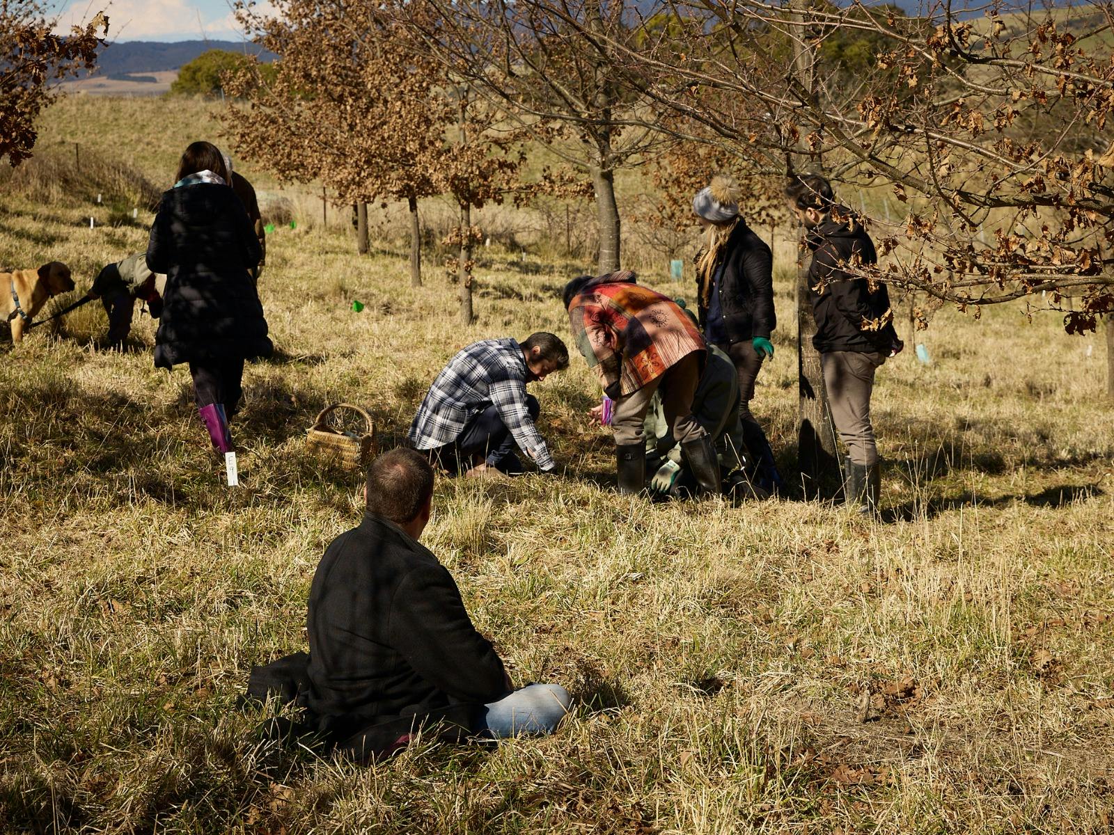 People hunting for truffle