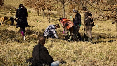 People hunting for truffle
