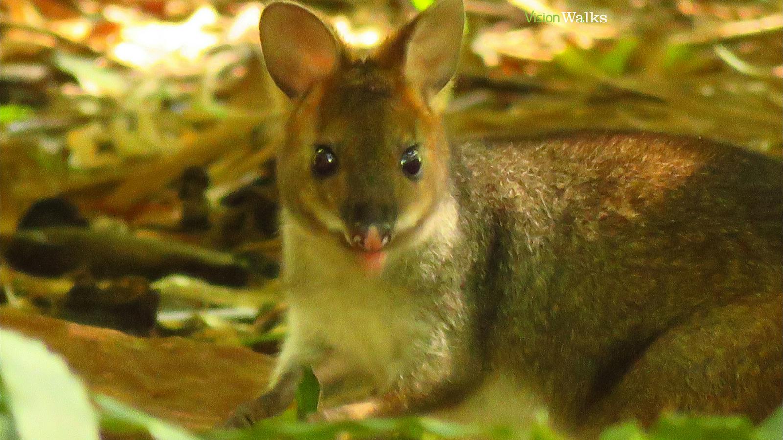 Red legged pademelon