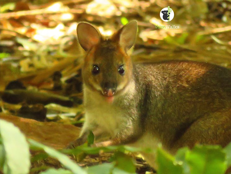 Red legged pademelon